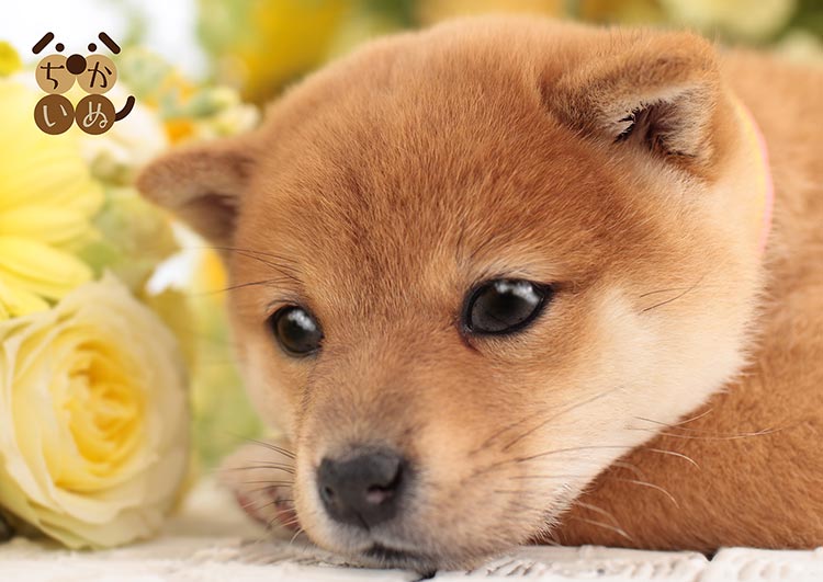 Epo 71 538 ペット 動物 ちかいぬ 柴犬 108ピース エポック社 の商品詳細ページです 日本最大級のジグソーパズル通販専門店 ジグソークラブ