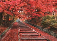 EPO-05-114　風景　紅葉の毘沙門堂参道ー京都　500ピース　ジグソーパズル