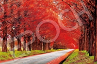 EPO-09-019s　風景　紅葉のメタセコイアの並木道 -滋賀　1000ピース　ジグソーパズル