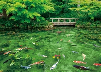 YAM-05-1021　風景　踊る色彩モネの池 （岐阜県） 500ピース　ジグソーパズル　［CP-NI］
