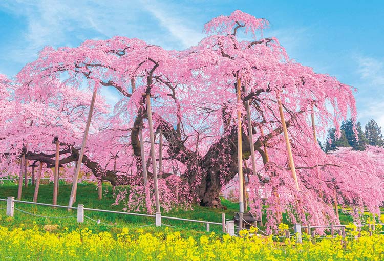 BEV-1000-049 風景 三春の滝桜 1000ピース ビバリー の商品詳細ページ 
