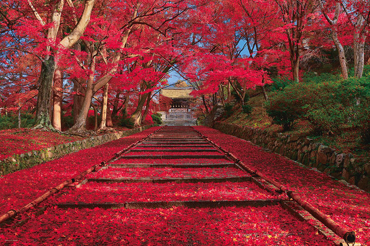 YAM-10-1400 風景 秋色の紅葉参道（京都） 1000ピース やのまん の商品 