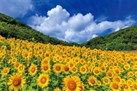 YAM-10-1421 風景 夏空ときらめく向日葵（三重） 1000ピース やのまん 